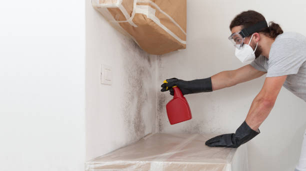 Professional Attic Mold Removal technician working in Columbus, MN