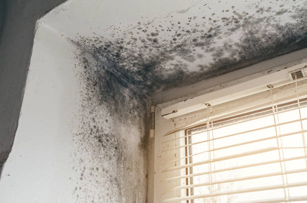 Affordable Attic Mold Removal solutions in Columbus, MN