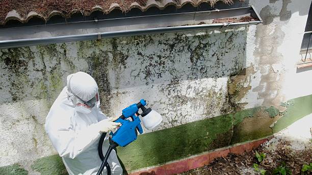 Top rated local Attic Mold Removal specialists in Columbus, MN